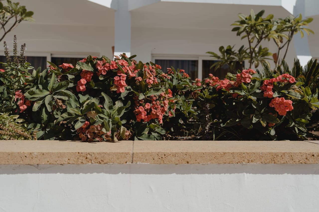 Massif fleuri contenu par une bordure béton le long d'une façade