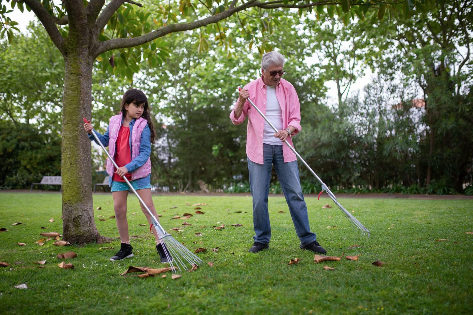 Grand-père et petite-fille ratissant les feuilles mortes