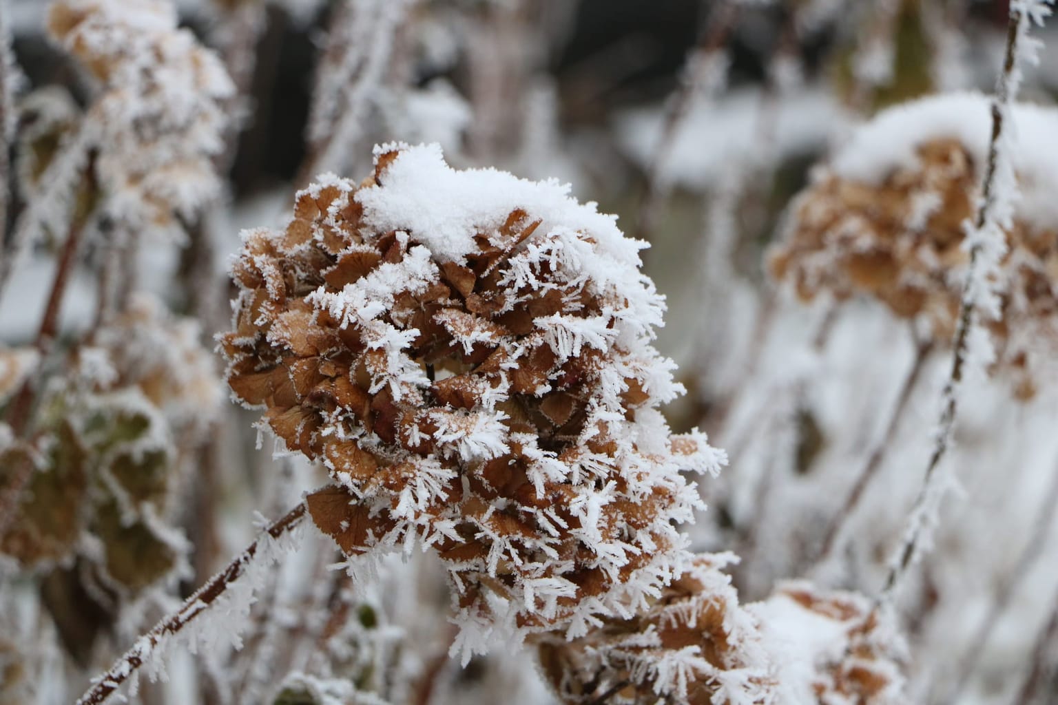 Fleur d'hortensia couverte de givre en plein hiver