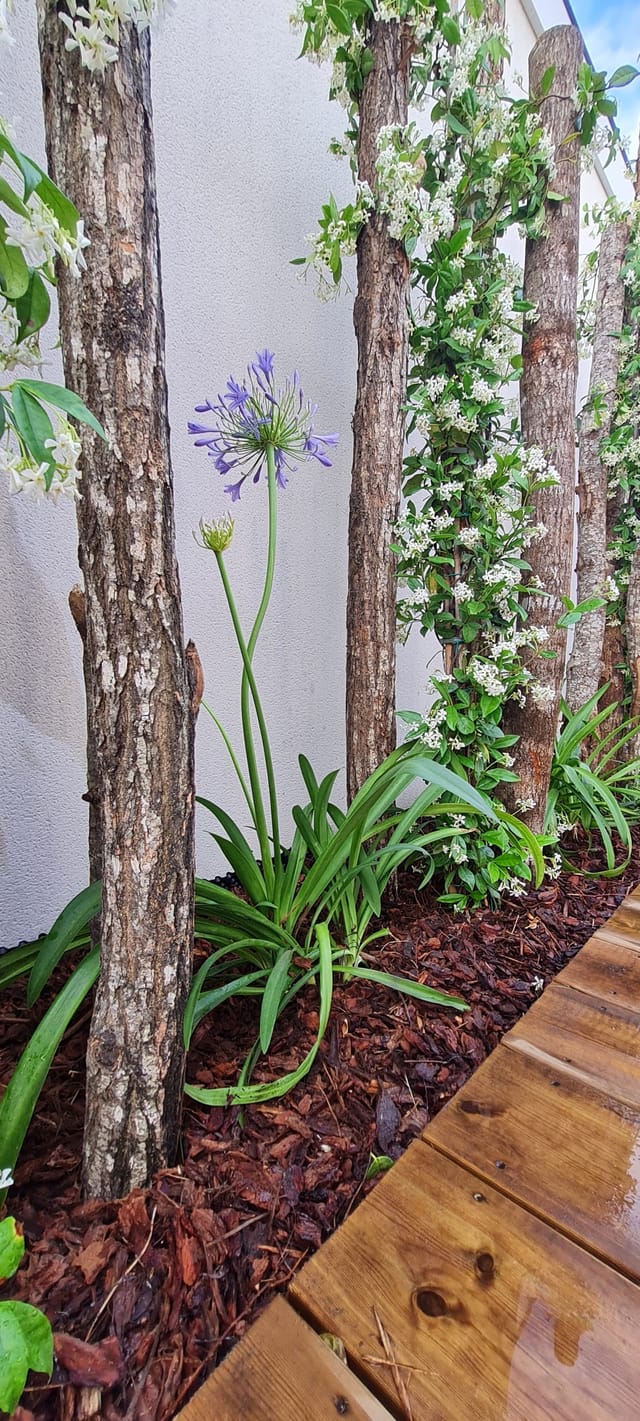Jasmin étoilé en fleur et agapanthe au pied d'un brise-vue en échalas bois