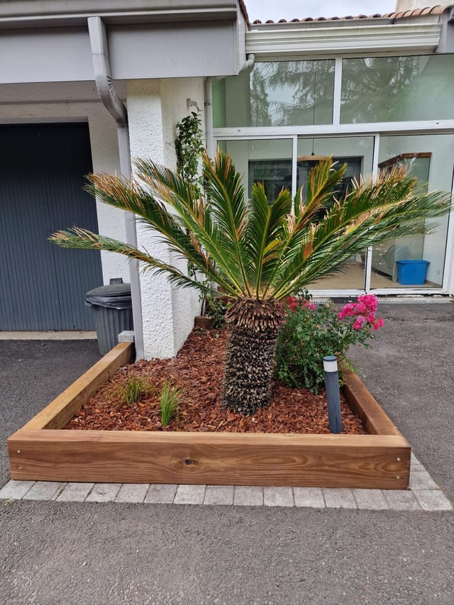 Massif en traverses bois avec cycas et rosiers devant l'entrée de la maison