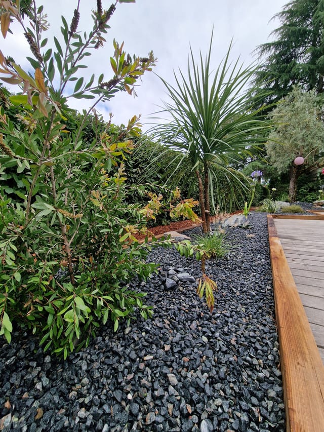 Cordyline et arbustes dans un massif en paillage minéral noir