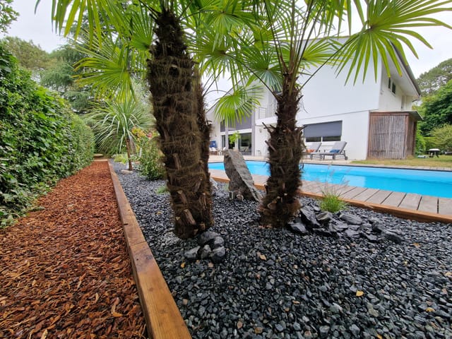 Palmiers trachycarpus sur paillage de galets noirs au bord de la piscine