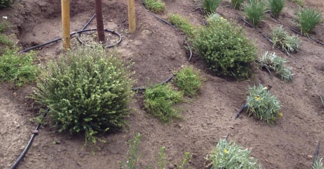 Arrosage automatique — réalisation Tera Nature, paysagiste à Bordeaux et en Médoc (1)