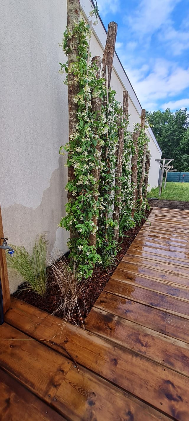 Brise-vue végétalisé en jasmin étoilé sur échalas bois bordant la terrasse